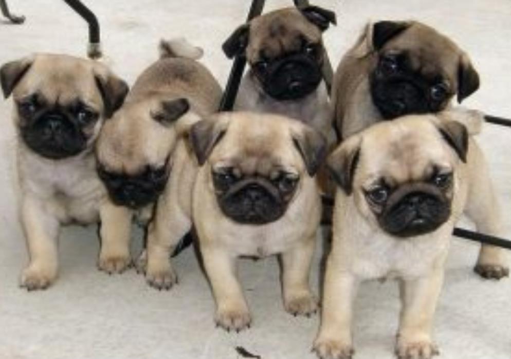 Mops