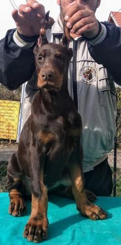 Doberman štene