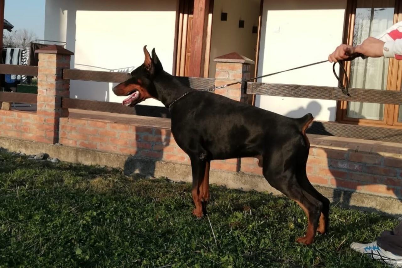 Doberman-štenci-