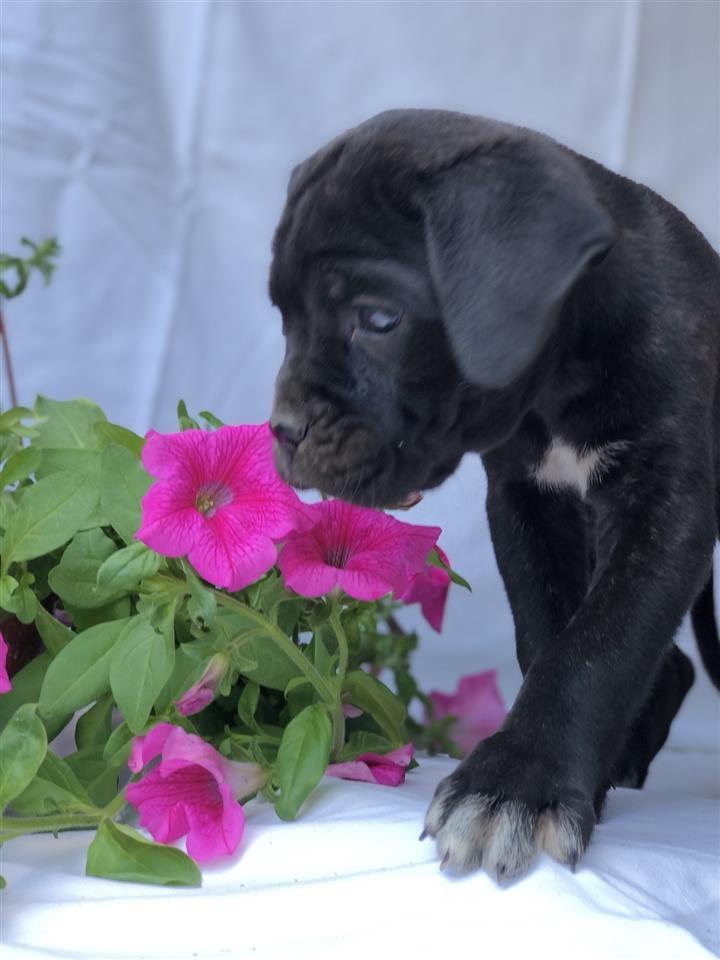 Na-prodaju-stenci-Cane-Corso