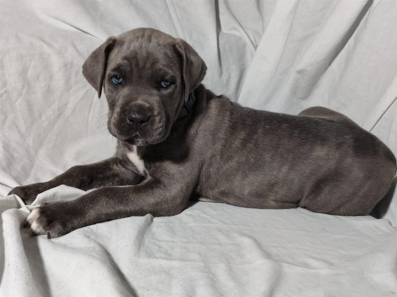 Prodaja-stenaca-Cane-Corso