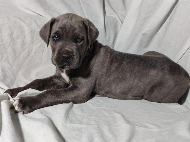Prodaja stenaca Cane Corso