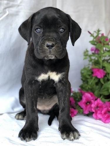 Na prodaju stenci Cane Corso