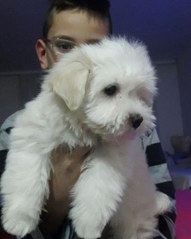 Coton-de-Tulear