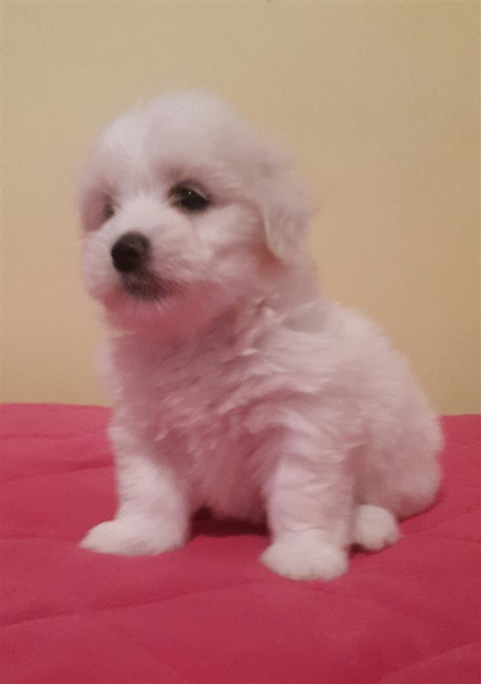 Coton-de-Tulear