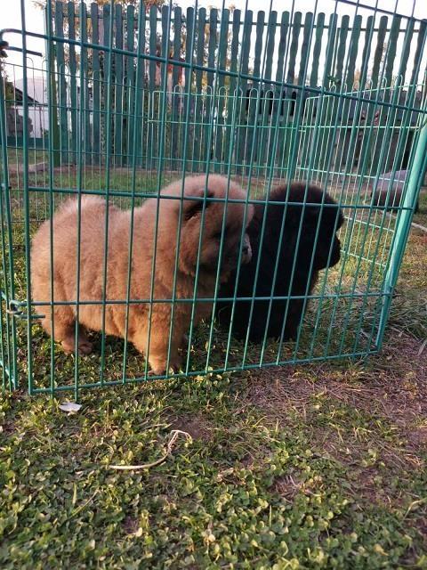 Chow-chow-cau-cau-stenad