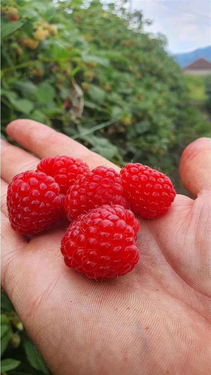 Branje-Malina