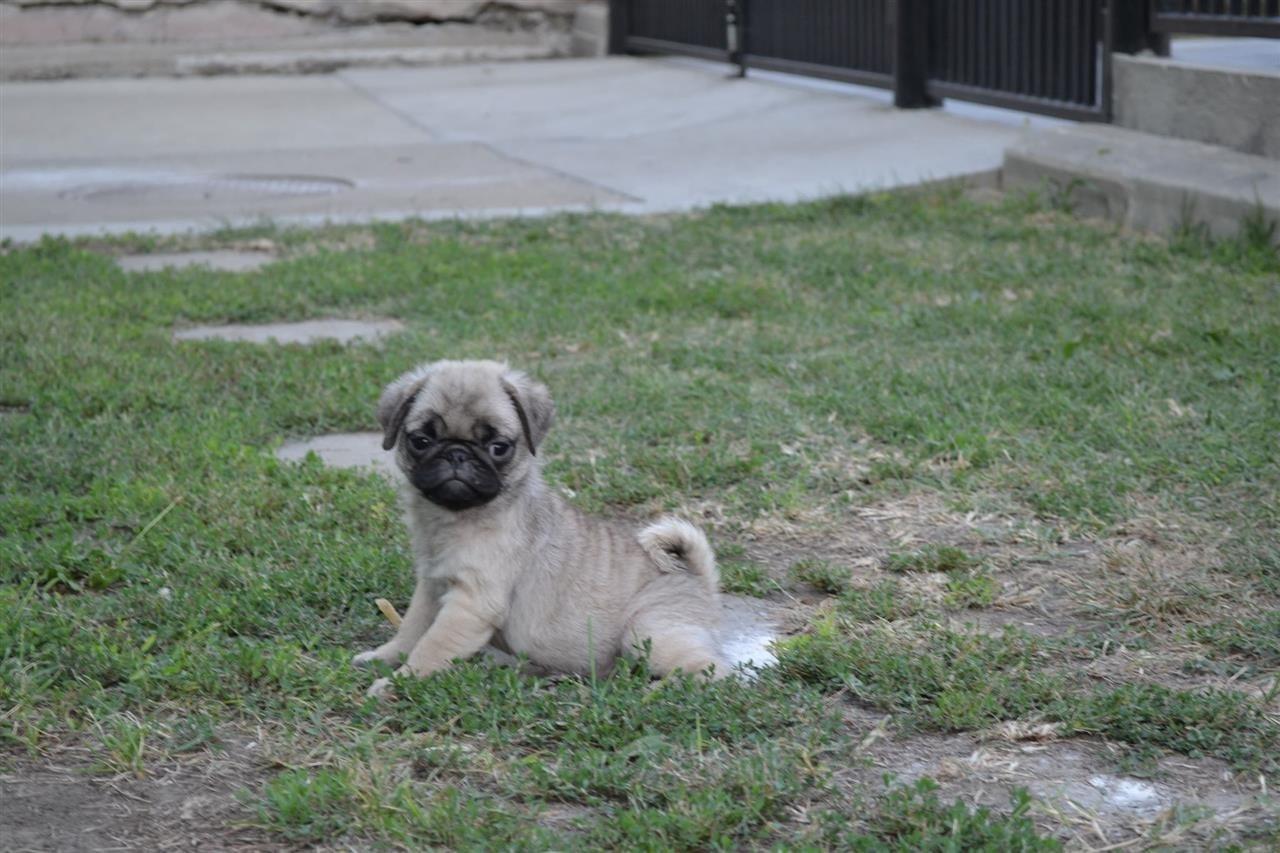 Mops-štenci-na-prodaju
