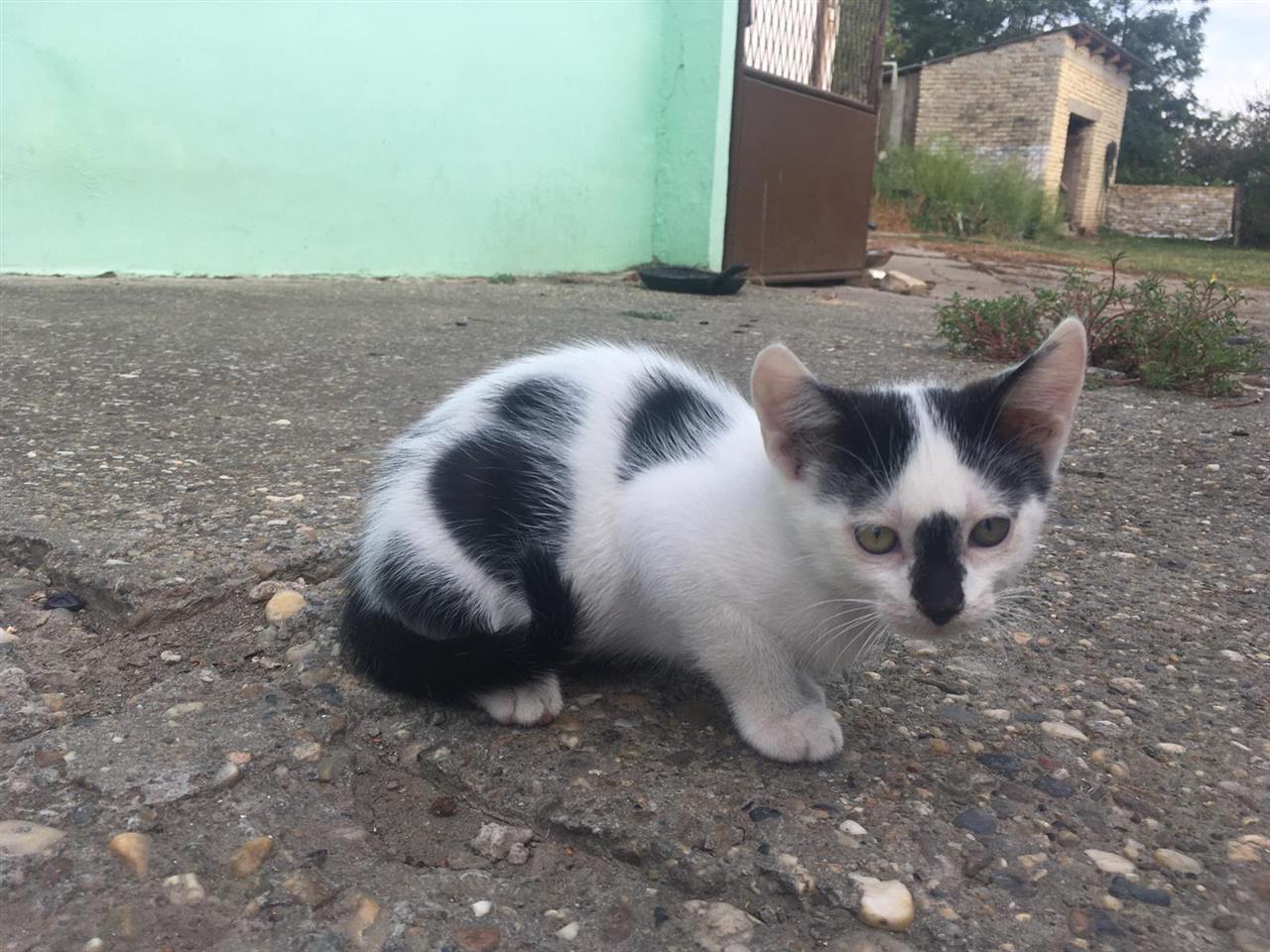 Mačići-na-poklon