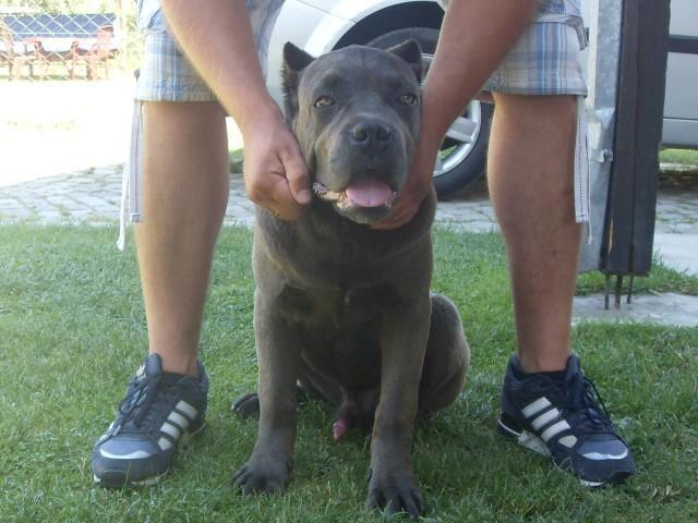 Cane-Corso-muzijak