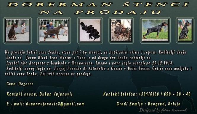Doberman stenci 