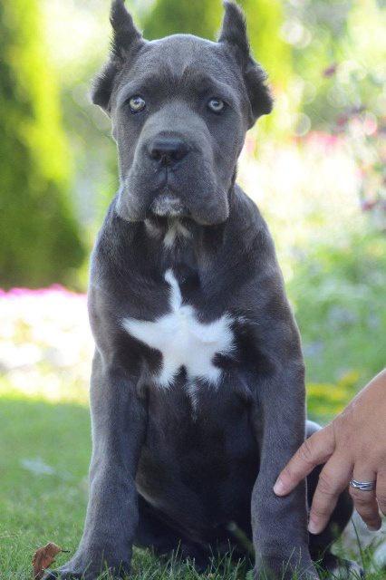Cane-Corso--vrhunski-štenci