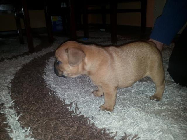Francuski Buldog 