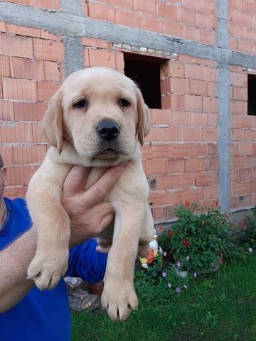 Labrador-stenci