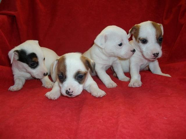 Jack Russel Terrier