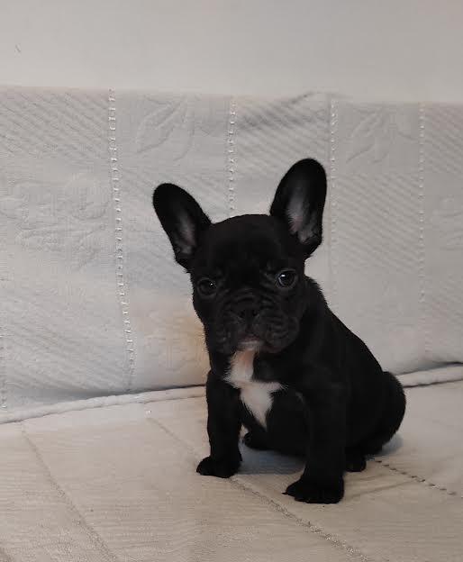 Francuski-buldog
