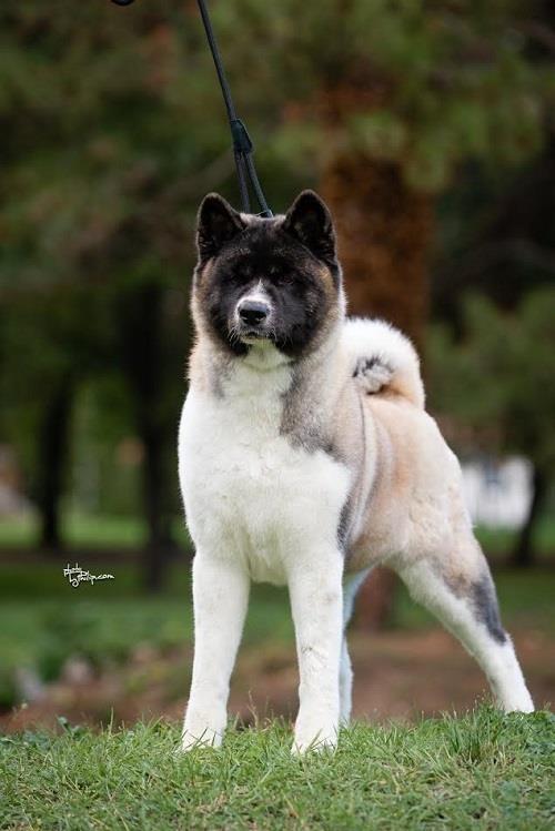 Američka-Akita