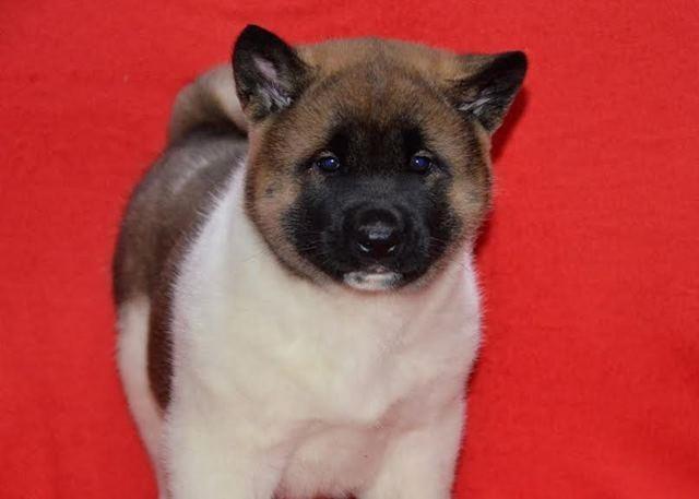 Američka-Akita--štenci-