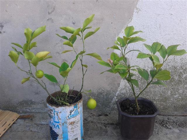 Sadnice limuna