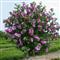 Bastenski hibiskus-Hibiscus syriacus-seme