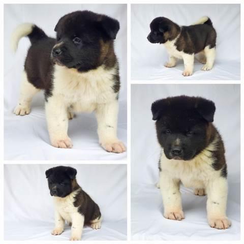 Američka-Akita--štenci