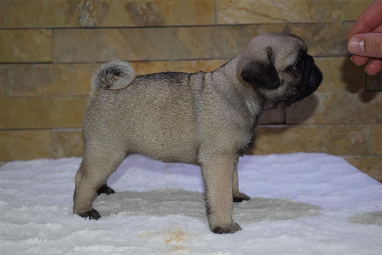 Mops-štenci-na-prodaju