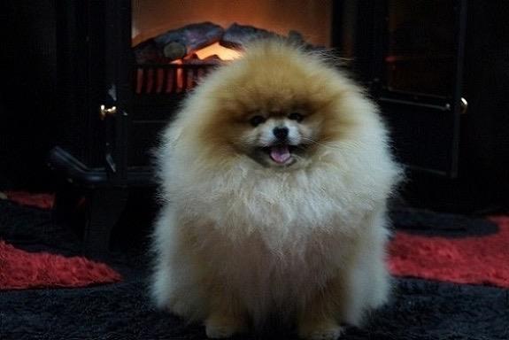 Pomeranci--Pomeranian