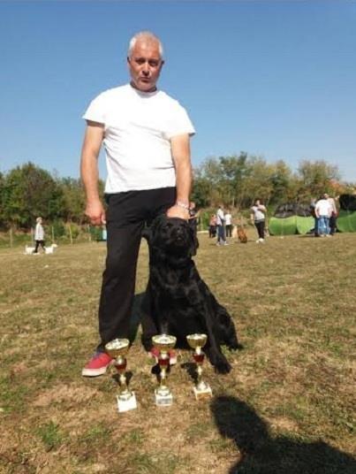 Labrador-Retriver--žensko-štene