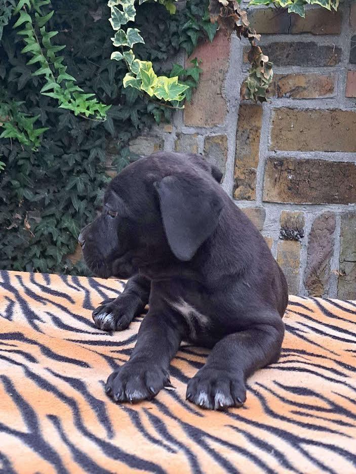 Cane-corso-