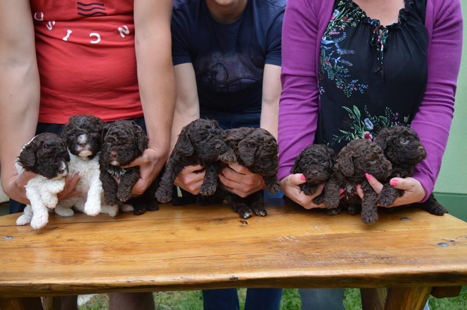 LAGOTTO-ROMAGNOLO-STENCI