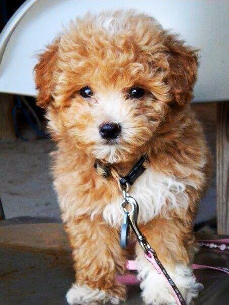 Maltipoo-štenci