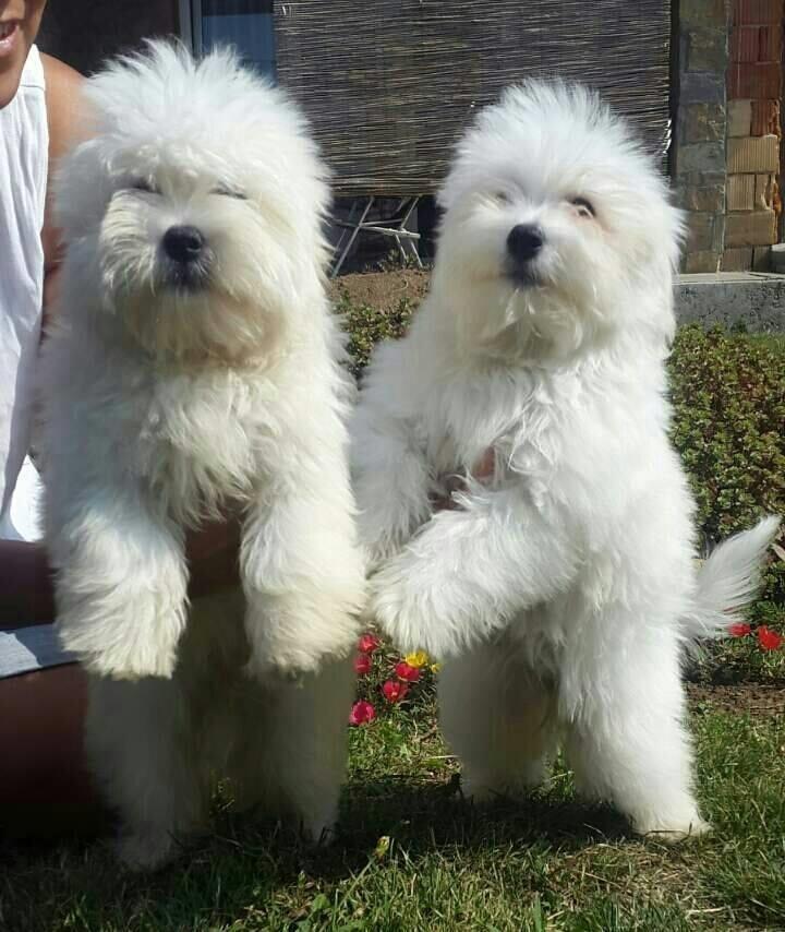 Coton-de-Tulear