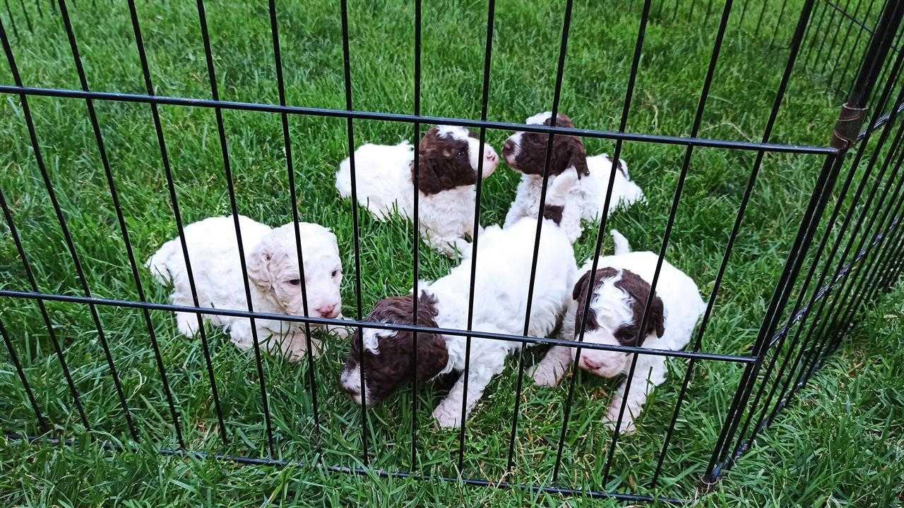 Lagotto-Romagnolo---štenci