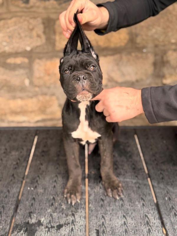 Cane-Corso-štenci