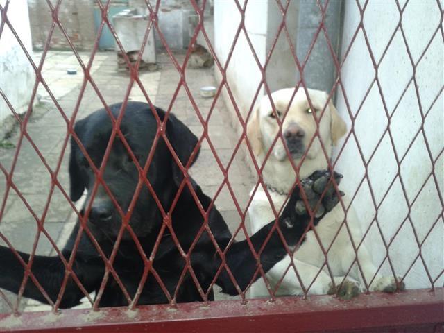 Labrador-retriver-stenci