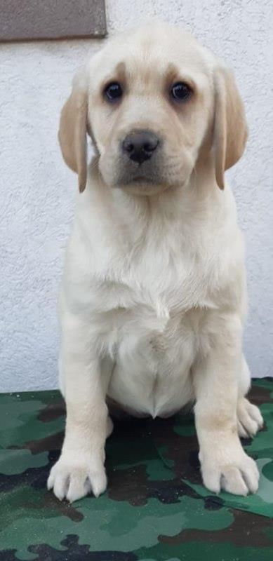 Labrador-retriver-stenci