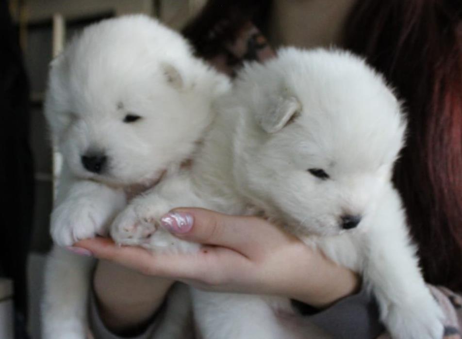 Samojed-štenci