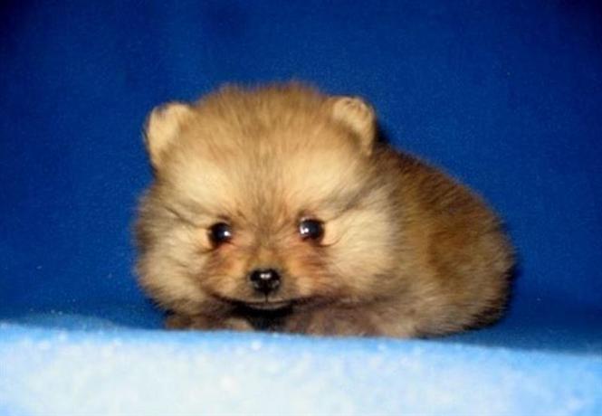 Pomeranac stenci