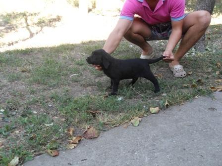 Labrador Retriver