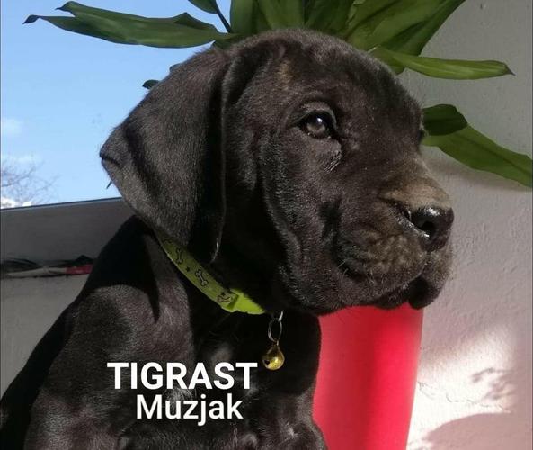Stenci Cane Corso