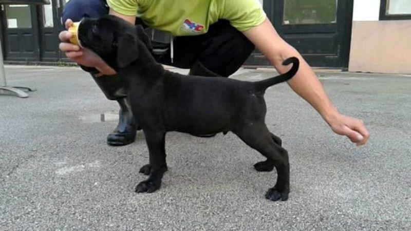 Cane-Corso--stenci-