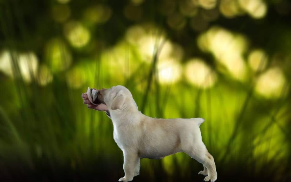 Labrador-retriver-štenci