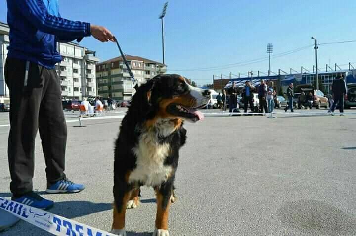 Stenci
