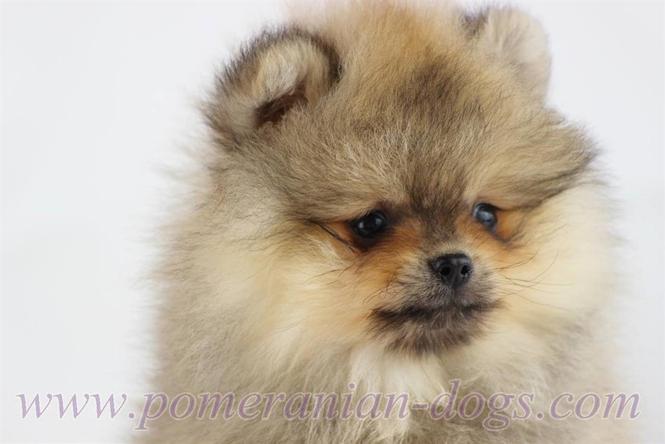 Pomeranac Boo stenci