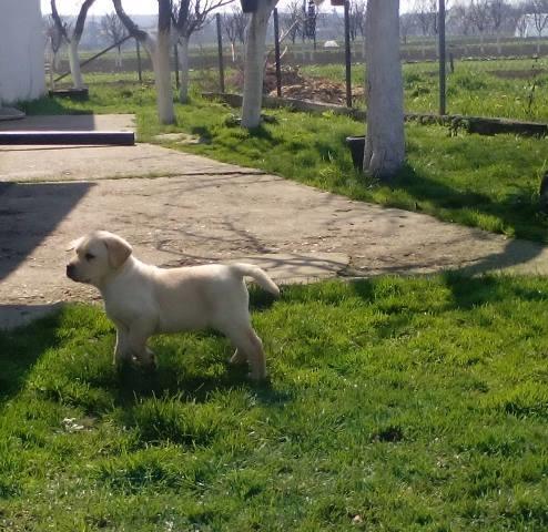 Labrador---zuto-stene