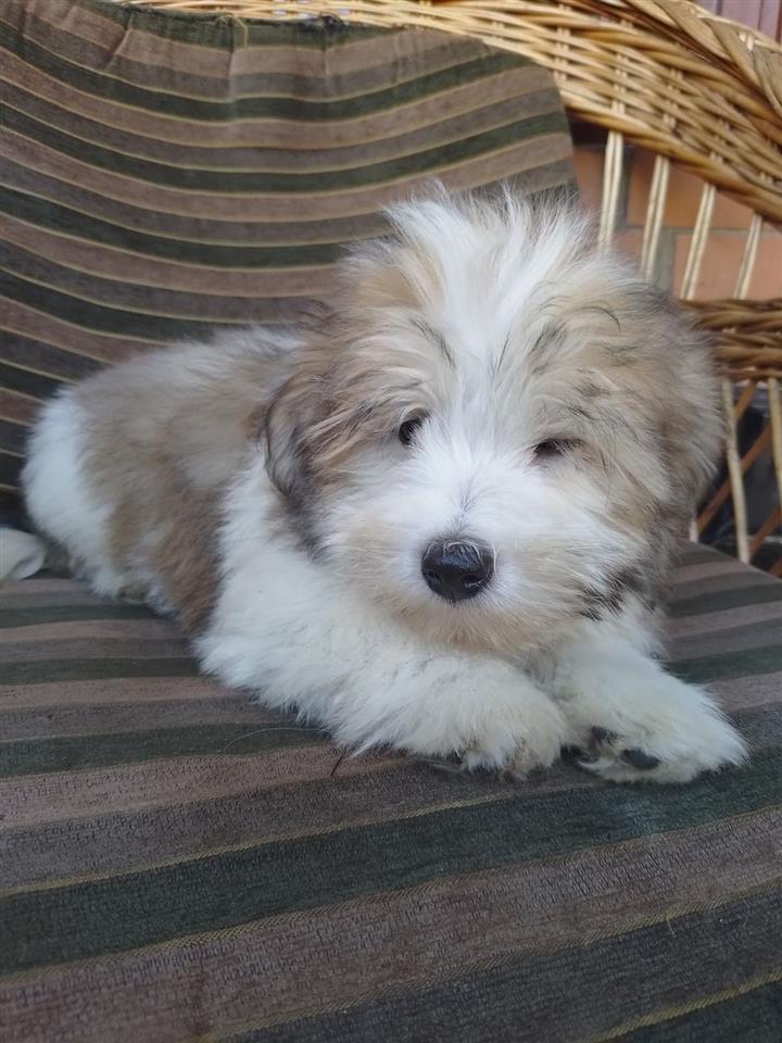Štenci-COTON-DE-TULEAR-