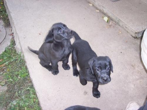 Labrador retriver stenci