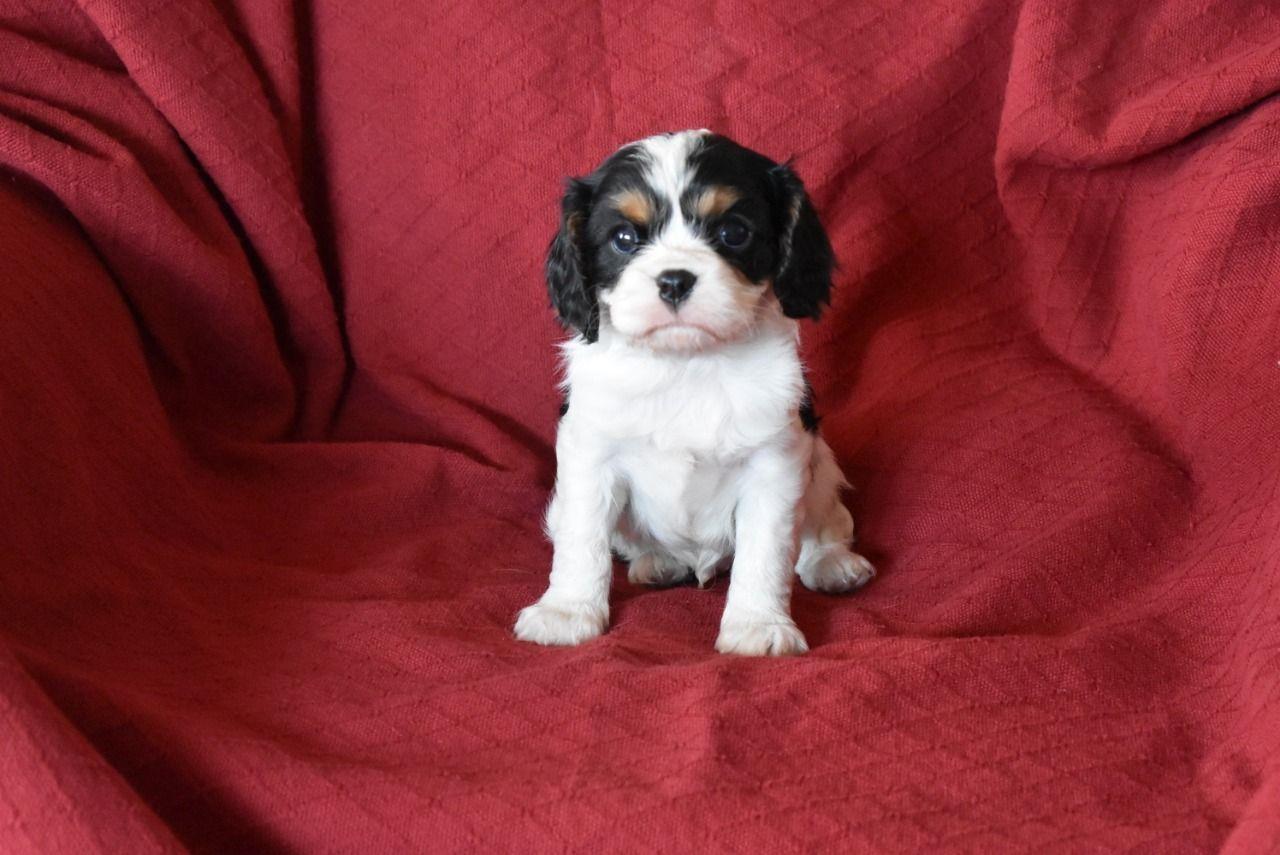 Kavalirski-kralj-Charles-Spaniel