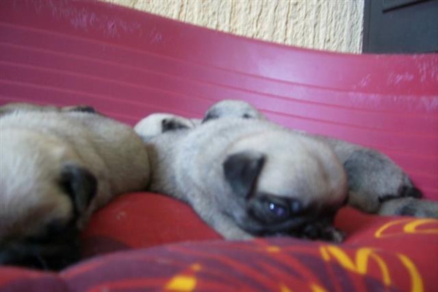 Mops-štenci-------