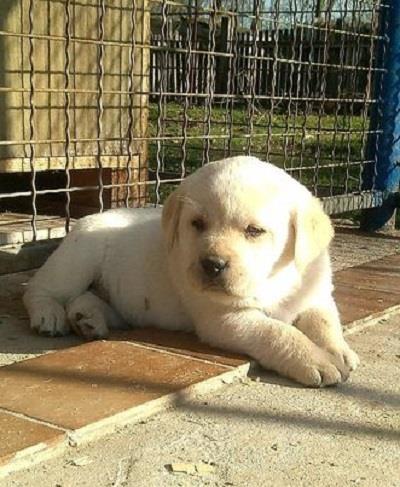 Labrador--žuti-štenci